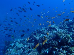 慶良間諸島黒島北
