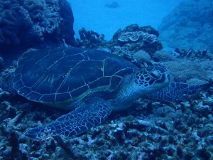 慶良間諸島ダイビングアオウミガメ