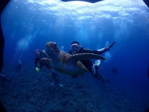 沖縄ダイビング慶良間諸島