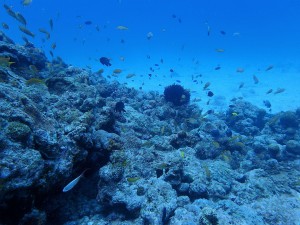 沖縄ダイビング北部,水納島