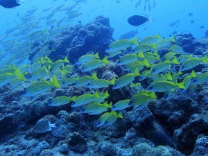 沖縄ダイビング北部,水納島