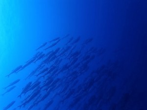沖縄ダイビング慶良間諸島