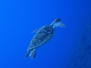 沖縄ダイビング慶良間諸島ウミガメ