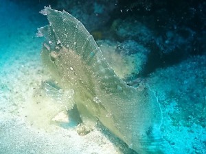 沖縄ダイビング水納島