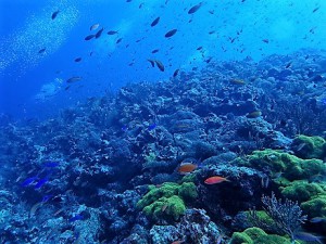 渡名喜島,粟国島ダイビング