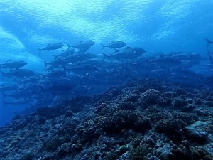 渡名喜島,粟国島ダイビング