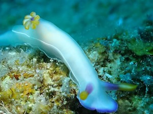 水納島,瀬底島ダイビング