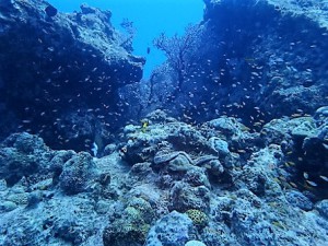 水納島,瀬底島ダイビング