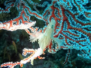 水納島,瀬底島ダイビング