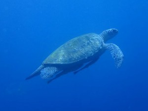 沖縄ダイビング万座