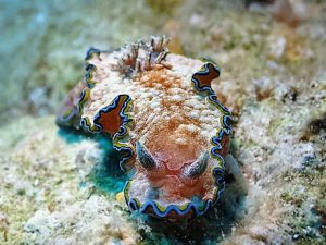 沖縄ダイビング水納島