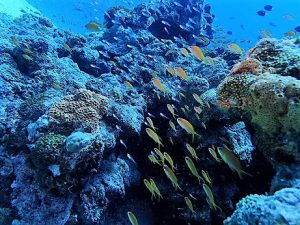 沖縄ダイビング水納島