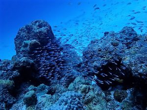 沖縄ダイビング水納島