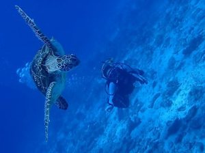 沖縄ダイビング水納島