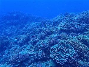 沖縄ダイビング水納島