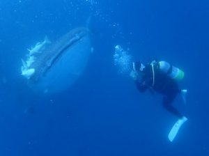 沖縄ダイビングジンベイザメツアー