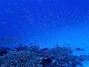 沖縄ファンダイビング水納島,瀬底島