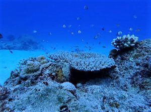 沖縄ファンダイビング水納島,瀬底島