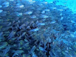 沖縄ファンダイビング水納島