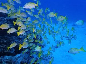 沖縄ファンダイビング水納島