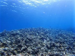 沖縄水納島・瀬底島ダイビング