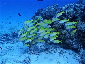 沖縄水納島・瀬底島ダイビング