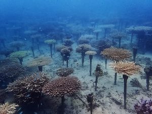 沖縄万座サンゴ植付け