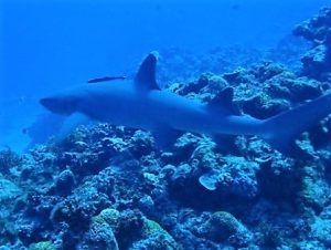 沖縄慶良間諸島ファンダイビング