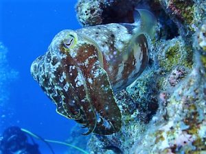 沖縄ダイビングライセンス講習水納島