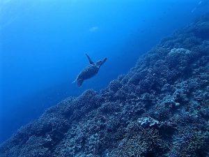 沖縄ダイビングライセンス講習水納島