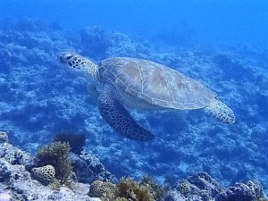 沖縄慶良間諸島ダイビング
