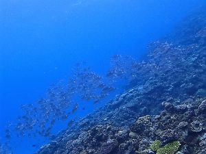 沖縄ダイビング大浦湾