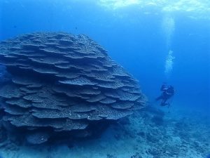 沖縄ダイビング大浦湾