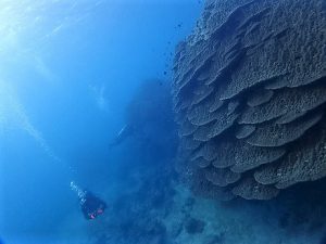 沖縄ファンダイビング大浦湾