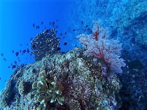 沖縄体験ダイビング慶良間諸島