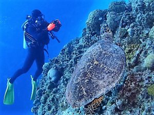 沖縄ダイビングチービシ諸島