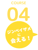 ジンベイザメに会える！